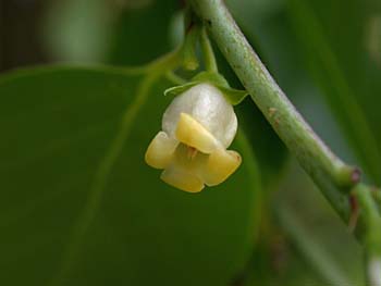 Common Persimmon (Diospyros virginiana) flower