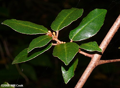 Thorny-Olive (Elaeagnus pungens)