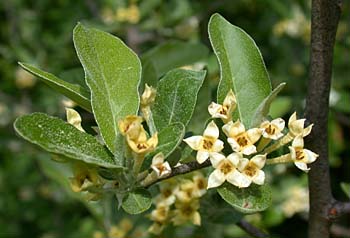 Autumn-Olive (Elaeagnus umbellata var. parvifolia)