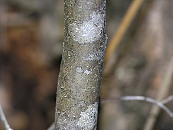 Coastal Fetterbush (Eubotrys racemosa) bark