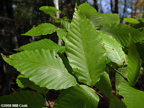 American Beech (Fagus grandifolia) leaves