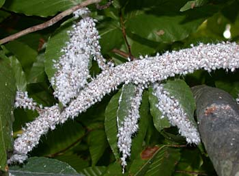 Beech Blight Aphid (Grylloprociphilus imbricator)