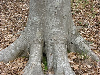 American Beech (Fagus grandifolia) bark