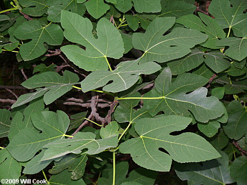Fig (Ficus carica) leaves