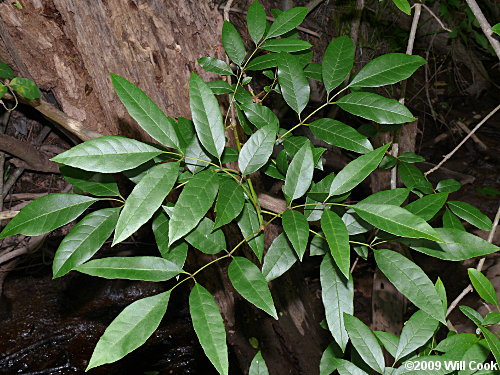 Carolina Ash (Fraxinus caroliniana) leaves