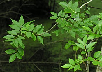 Carolina Ash (Fraxinus caroliniana) leaves