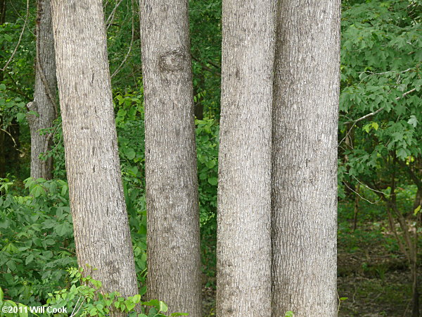 Green Ash (Fraxinus pennsylvanica) bark