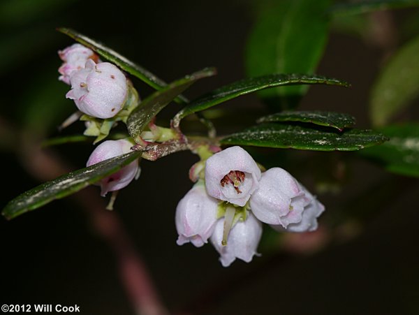 Box Huckleberry (Gaylussacia brachycera) flowers