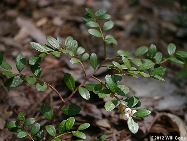 Box Huckleberry (Gaylussacia brachycera) leaves