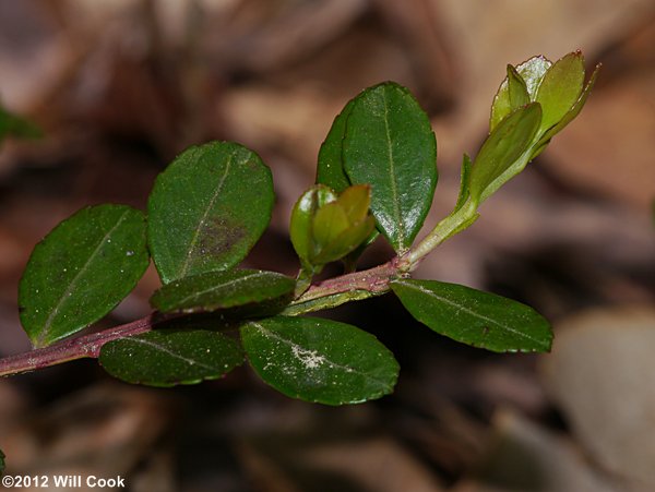 Box Huckleberry (Gaylussacia brachycera) leaves