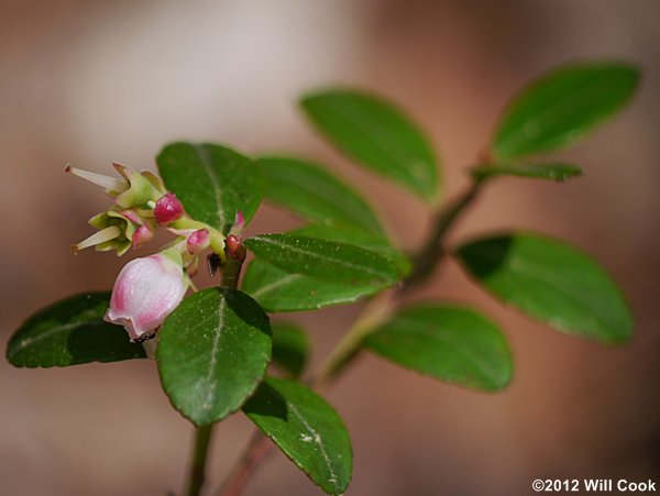 Box Huckleberry (Gaylussacia brachycera)