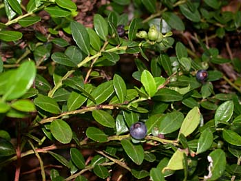 Box Huckleberry (Gaylussacia brachycera) fruit/berry