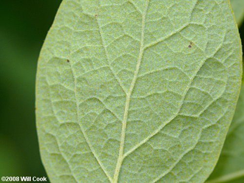 Dangleberry (Gaylussacia frondosa)