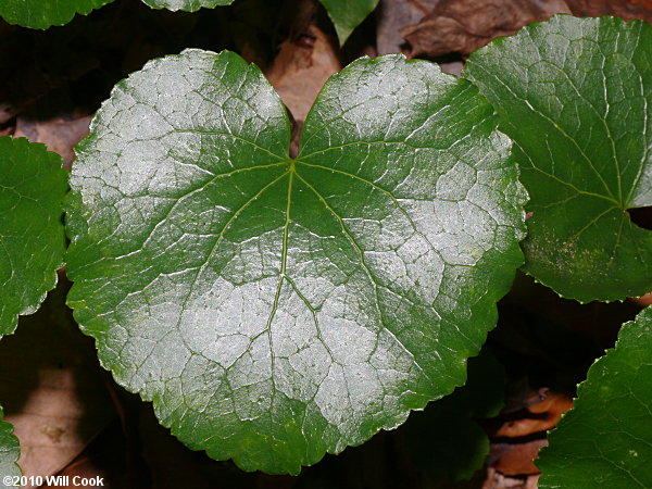 Galax (Galax urceolata) leaves