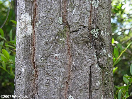 Loblolly Bay (Gordonia lasianthus) bark