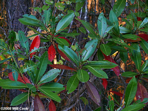 Loblolly Bay (Gordonia lasianthus) leaves