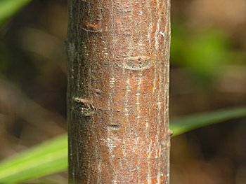 Loblolly Bay (Gordonia lasianthus)