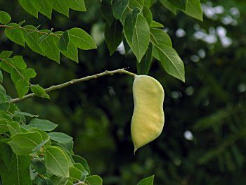 Kentucky Coffeetree (Gymnocladus dioicus)