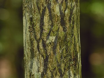 Mountain Silverbell (Halesia tetraptera var. monticola)
