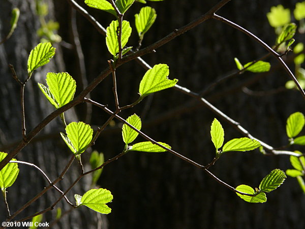 American Witchhazel (Hamamelis virginiana) leaves