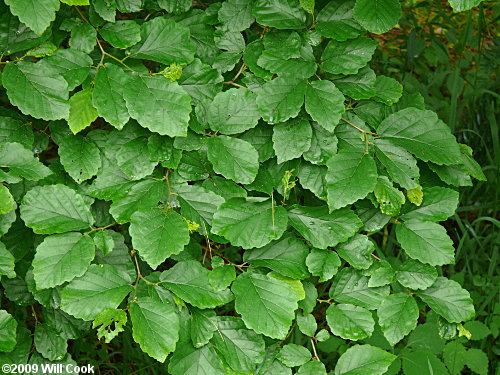 American Witchhazel (Hamamelis virginiana) leaves