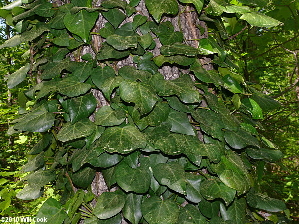 Persian Ivy (Hedera colchica)