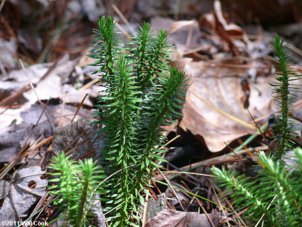 Shining Firmoss, Shining Clubmoss (Huperzia lucidula)