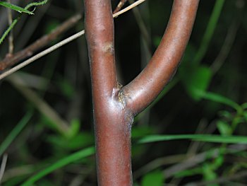 Bushy St. John's-wort (Hypericum densiflorum)