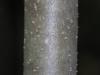 Large Gallberry (Ilex coriacea) bark