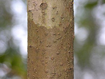 Large Gallberry (Ilex coriacea) bark