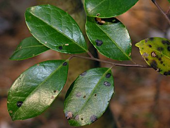 Large Gallberry (Ilex coriacea) leaves