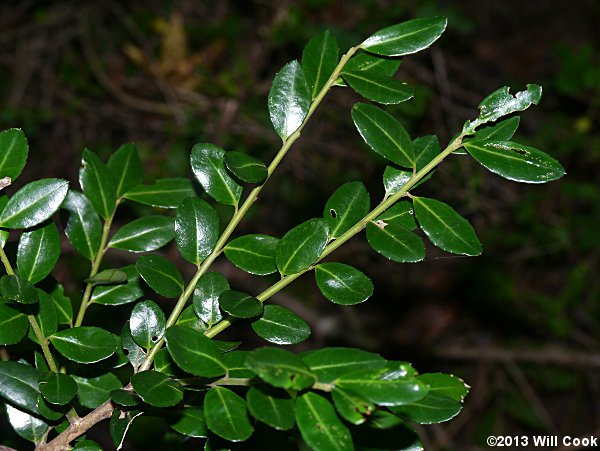 Japanese Holly (Ilex crenata) leaves