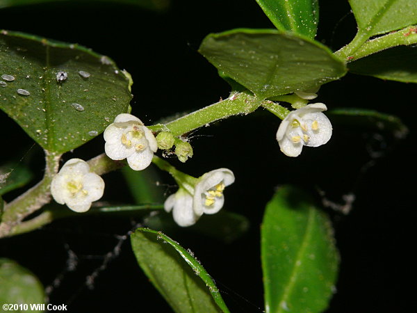 Japanese Holly (Ilex crenata)