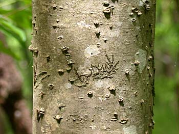 Possumhaw (Ilex decidua) bark