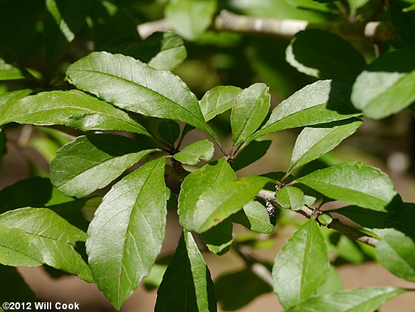 Possumhaw (Ilex decidua) leaves