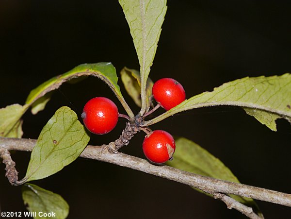 Possumhaw (Ilex decidua) fruit