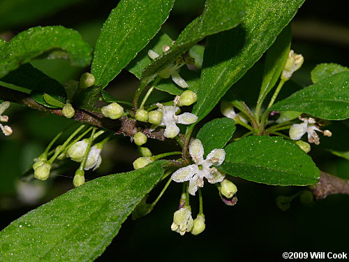 Possumhaw (Ilex decidua) flowers