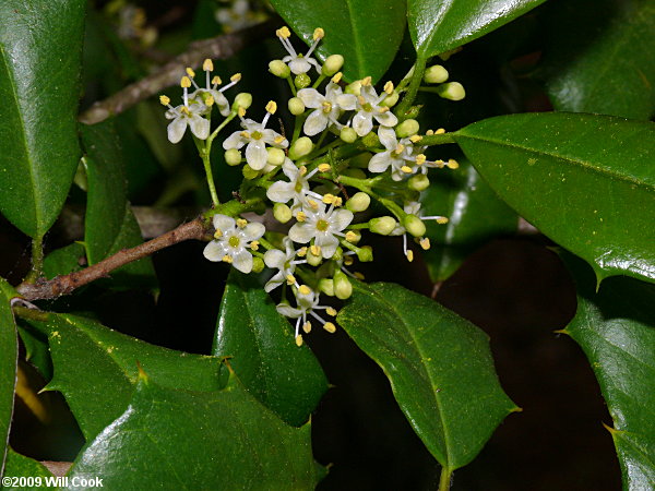 American Holly (Ilex opaca) flowers