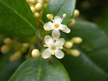 American Holly (Ilex opaca) male flowers