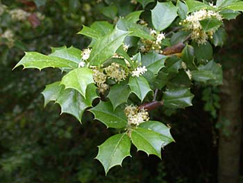 American Holly (Ilex opaca) leaves