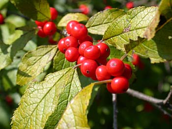 Winterberry (Ilex verticillata) fruits