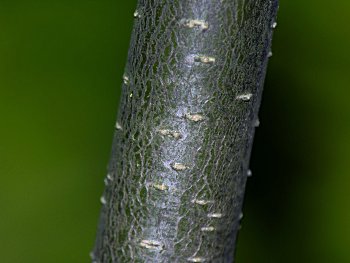 Winterberry (Ilex verticillata) bark
