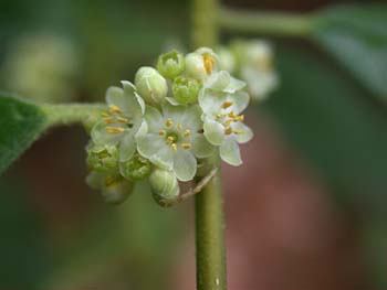 Winterberry (Ilex verticillata) staminate flowers