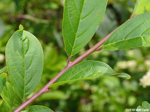 Virginia Sweetspire (Itea virginica)