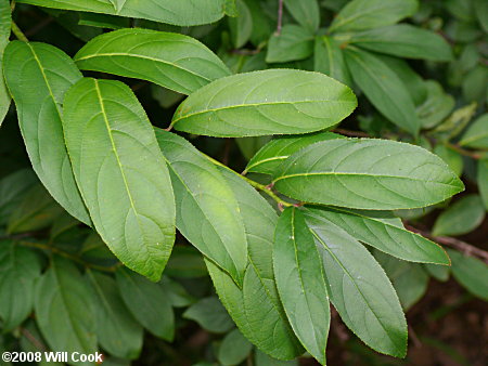 Virginia Sweetspire (Itea virginica) leaves