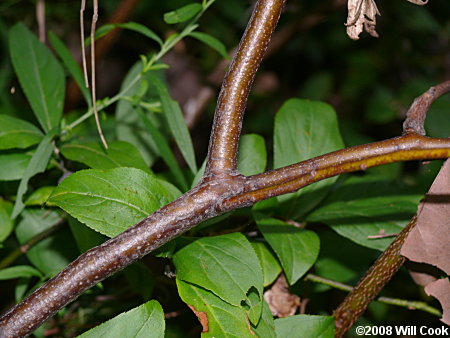 Virginia Sweetspire (Itea virginica) bark