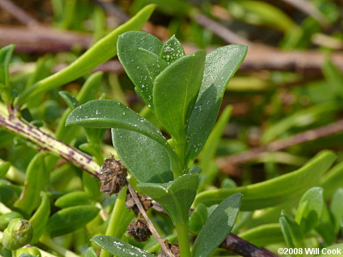 Dune Marsh-elder (Iva imbricata) leaves