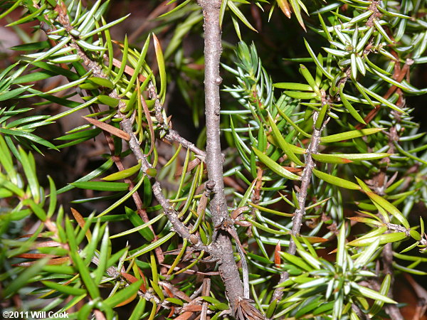 Ground Juniper (Juniperus communis var. depressa)