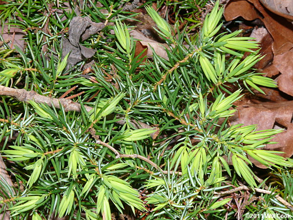 Ground Juniper (Juniperus communis var. depressa)