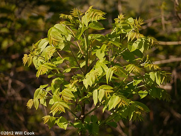 Black Walnut (Juglans nigra) leaves
